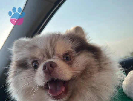 Sağlıklı Erkek Merle Pomeranian Pars İçin Dişi Eş Arıyoruz