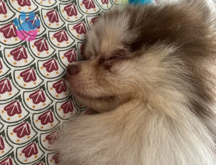 Sağlıklı Erkek Merle Pomeranian Pars İçin Dişi Eş Arıyoruz