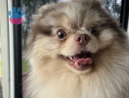 Sağlıklı Erkek Merle Pomeranian Pars İçin Dişi Eş Arıyoruz