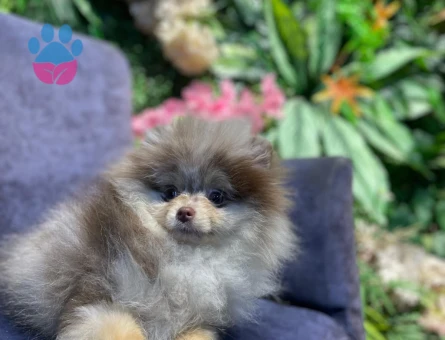 Sağlıklı Erkek Merle Pomeranian Pars İçin Dişi Eş Arıyoruz