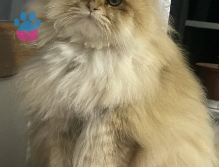 Kedime erkek eş arıyorum