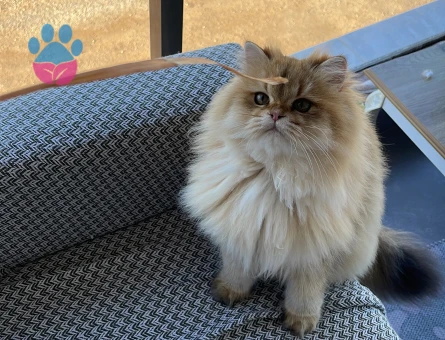 Kedime erkek eş arıyorum