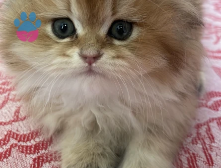 Kedime erkek eş arıyorum