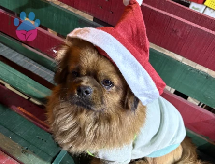 Erkek pekinez 2 Yaşında Eş Arıyoruz