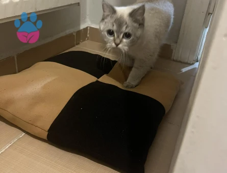 British Shortair Silver point 1 Yaşında Eş Arıyor