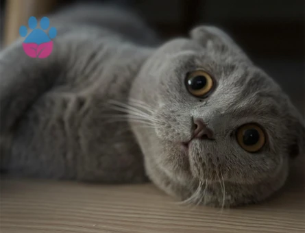 Scottish 11 aylık erkek kedime eş arıyorum