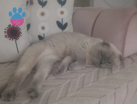 Scottish Fold Kedime Eş Arıyorum