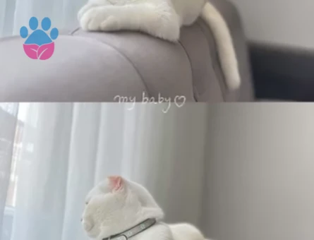 Scottish Fold Oğlumuz buluta eş arıyoruz