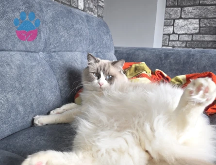 Bicolor Ragdoll Damat Aranıyor