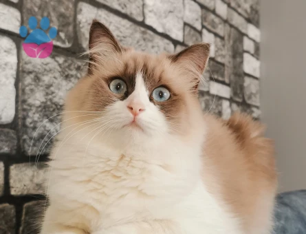 Bicolor Ragdoll Damat Aranıyor