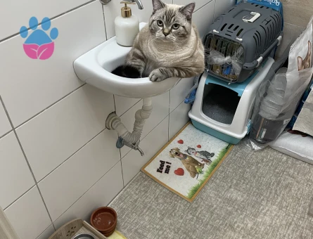 British Shorthair Kedime Dişi eş arıyoruz