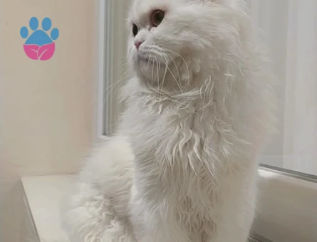 Chinchilla 1 Yaşında Kedim Eş Arıyor