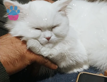 Chinchilla 1 Yaşında Kedim Eş Arıyor