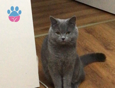 Oğlumuz dumana eş arıyoruz