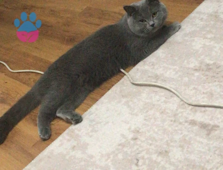 Oğlumuz dumana eş arıyoruz