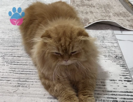 Scottish Fold Yakışıklı oğlumuza eş arıyoruz