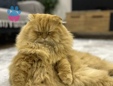 Scottish Fold Yakışıklı oğlumuza eş arıyoruz