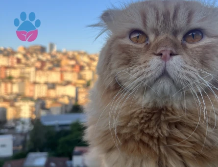 Scottish Fold Yakışıklı oğlumuza eş arıyoruz