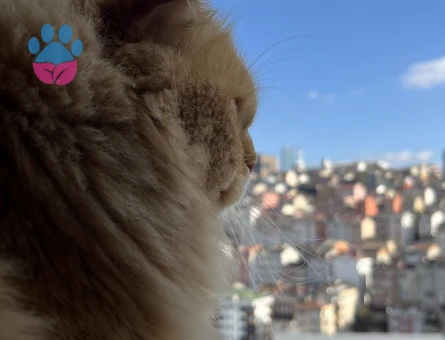 Scottish Fold Yakışıklı oğlumuza eş arıyoruz