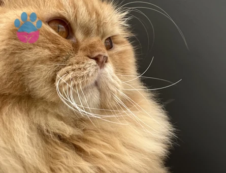 Scottish Fold Yakışıklı oğlumuza eş arıyoruz