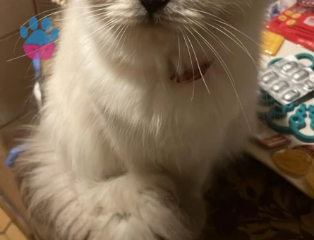 British Shorthair 1 Yaşında Kedim Eş Arıyor