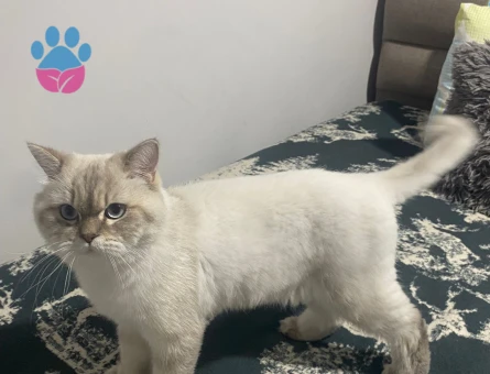 British Longhair Yakışıklımıza prenses arıyoruz