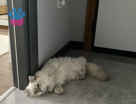 British Longhair Yakışıklımıza prenses arıyoruz