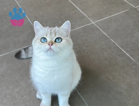 British Shorthair Güneş’imize eş arıyoruz