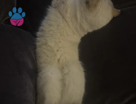 British Shorthair Güneş’imize eş arıyoruz