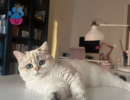 British Shorthair Güneş’imize eş arıyoruz