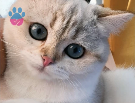 British Shorthair Güneş’imize eş arıyoruz