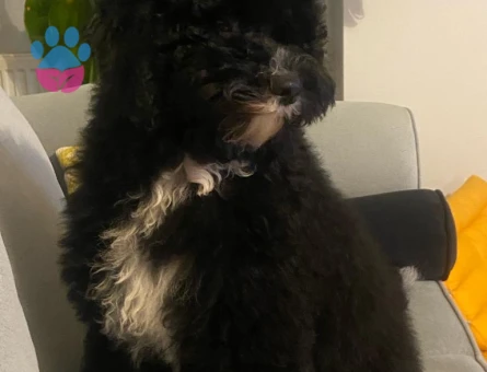 Toy Poodle Köpeğime Eş Arıyorum