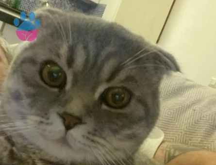 Scottish Fold Silver Kedim Eş Arıyor