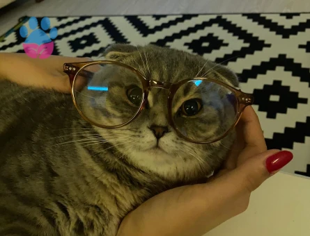 Scottish Fold Silver Kedim Eş Arıyor