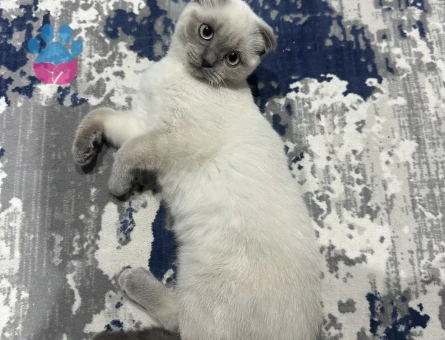 Erkek kedi arıyorum