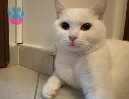 Kızımız Sütlaç için damat arıyoruz