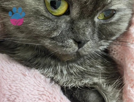 Kızıma eş arıyoruz