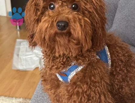 1 YAŞINDA RED BROWN OĞLUMUZ İÇİN EŞ ARIYORUZ.