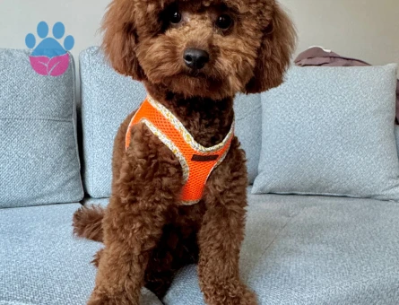 1 YAŞINDA RED BROWN OĞLUMUZ İÇİN EŞ ARIYORUZ.