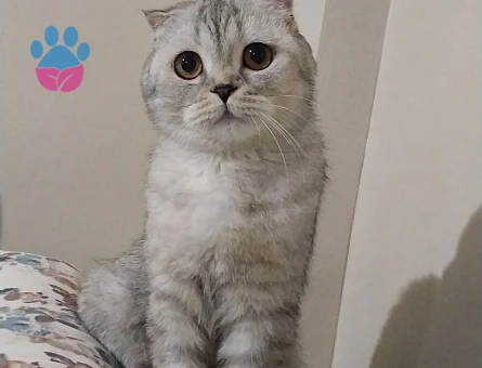 Scotish kedim için Erkek British aranmaktadır