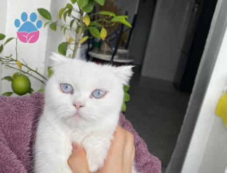 Scottish fold kedime eş arıyorum