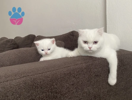 Scottish fold kedime eş arıyorum