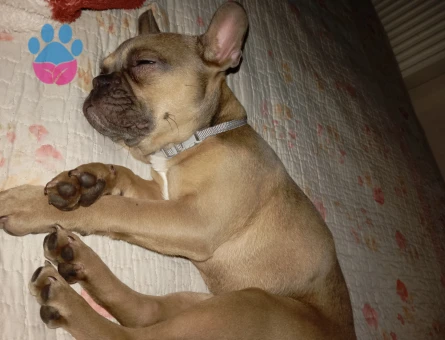 Arya kızımıza eş arıyoruz