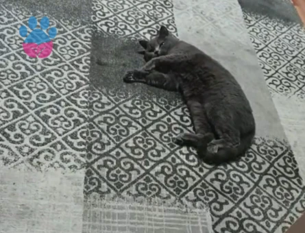 Geceye Damat ariyorum