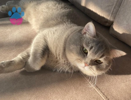 British Shorthair Oğlum Leo’ya Eş Arıyorum