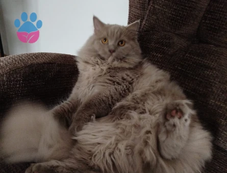 British Longhair 11 Aylık Kedim Eş Arıyorum