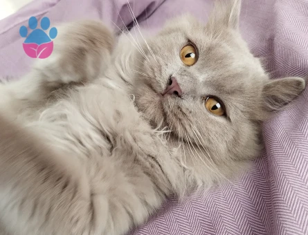 British Longhair 11 Aylık Kedim Eş Arıyorum