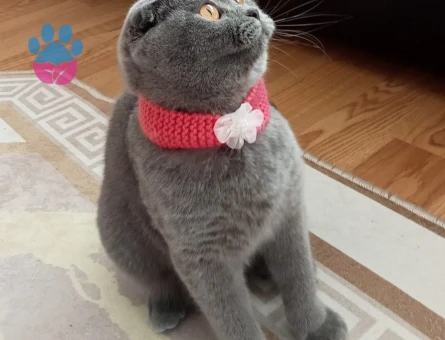 Scottish Fold Kedime Eş Arıyorum