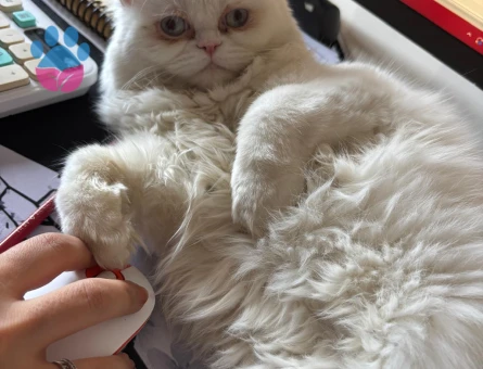 Exotic Shorthair 1 Yaşında Eş Arıyor