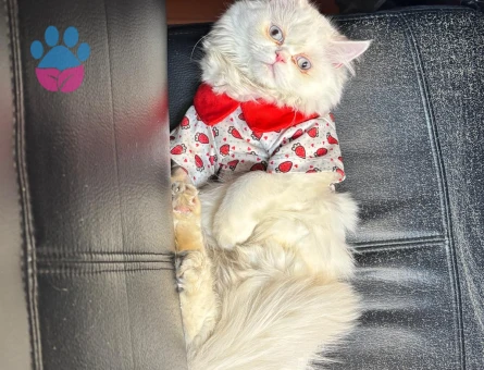 Exotic Shorthair 1 Yaşında Eş Arıyor